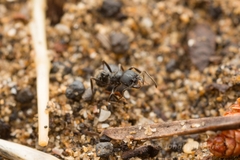 Messor aciculatus