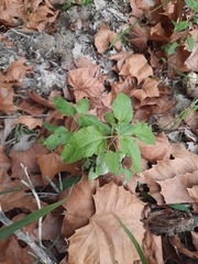 Eupatorium serotinum