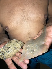 Pseudobatos glaucostigma