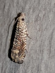 Eucosma argutipunctana