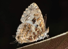Catapaecilma major