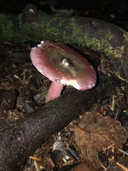 Russula