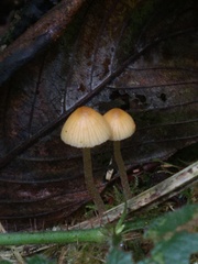 Galerina semilanceata