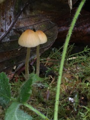 Galerina semilanceata