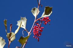 Grevillea wickhamii