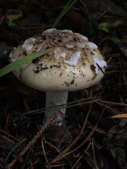 Amanita