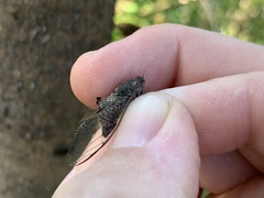 Atrapsalta corticina