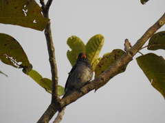 Sporophila intermedia