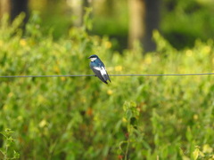 Tachycineta albiventer