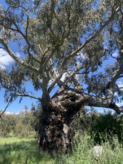 Eucalyptus studleyensis