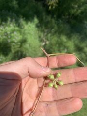 Eucalyptus studleyensis