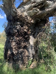 Eucalyptus studleyensis