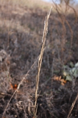 Turritis glabra