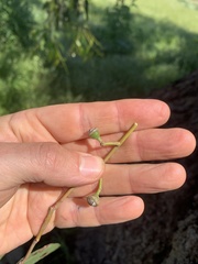 Eucalyptus studleyensis