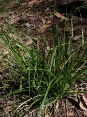 Carex longebrachiata