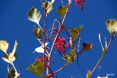 Grevillea wickhamii