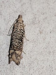 Eucosma argutipunctana