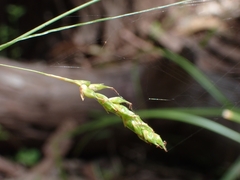Carex longebrachiata