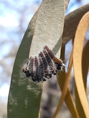 Perga affinis