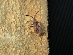 Coriomeris denticulatus