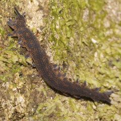 Peripatoides