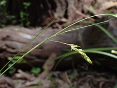 Carex longebrachiata