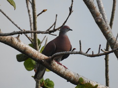 Patagioenas cayennensis