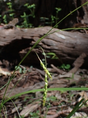 Carex longebrachiata