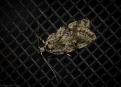 Barea nymphica