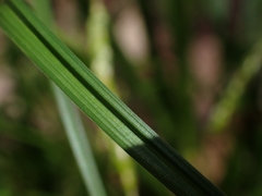 Carex longebrachiata