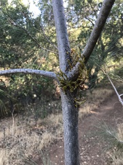 Arceuthobium campylopodum