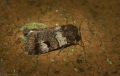 Thoracolopha flexirena