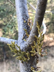 Arceuthobium campylopodum