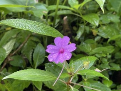 Impatiens platypetala