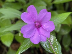 Impatiens platypetala