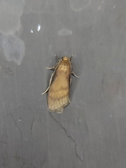 Lambula obliquilinea