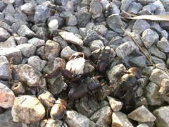 Dorcus rectus rectus