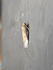 Lambula obliquilinea