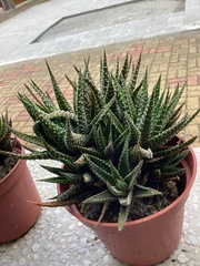 Aristaloe aristata