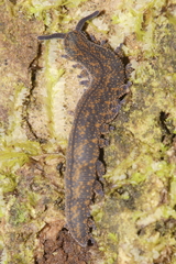 Peripatoides