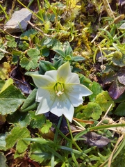 Gentiana flavomaculata