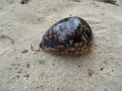 Cypraea tigris