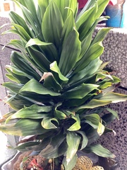 Aspidistra elatior