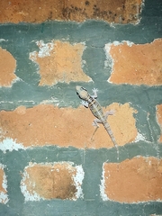 Hemidactylus whitakeri