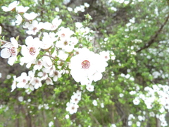 Leptospermum scoparium
