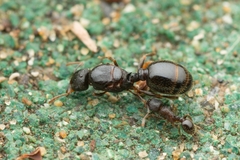 Tetramorium tsushimae