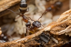 Camponotus vitiosus