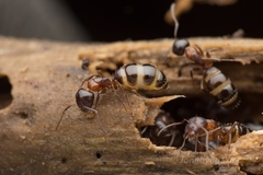 Camponotus vitiosus