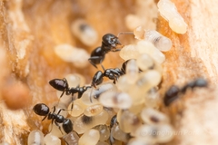 Ochetellus glaber