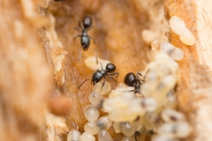 Ochetellus glaber